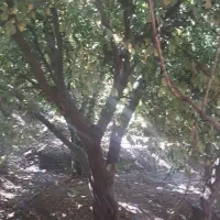 باغچه525م-مجوزجهادکنتربرق-تهران-کرج-شهریارفردوسیه