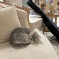 گربه ماده بریتیش اصل|گربه|بندر ماهشهر, |دیوار