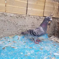 فروش کبوترمسافتی یکجا قیمت ۴۰۰هزار