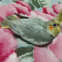 عروس هلندی|پرنده|بندر کنگان, |دیوار