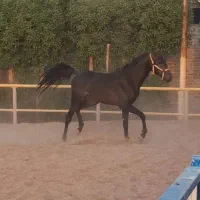 حیوانات مزرعه