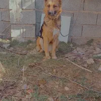 مالینیوز و ژرمن|سگ|همایجان, |دیوار