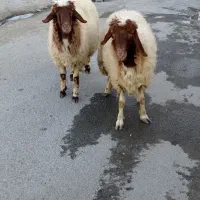 بره قوچ سنجابی