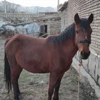 مادیان|اسب و تجهیزات اسب‌سواری|سیلوانه, |دیوار