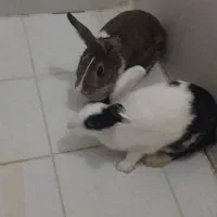 خرگوش نر و ماده