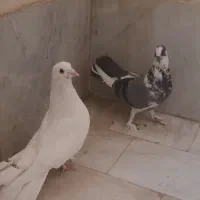 چند نوع کفتر