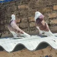 کفتر