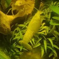 لابستر|ماهی|محمدشهر, همایون ویلا|دیوار