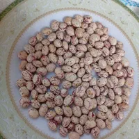 لوبیا چیتی|خوردنی و آشامیدنی|شیراز, شهرک قمشه|دیوار