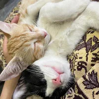 واگزاری بچه گربه نر