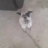 سگ شیتزوپامر|سگ|خرمآباد, |دیوار