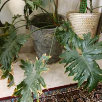 برگ انجیری فر غول پیگیر