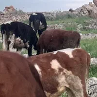 گاوگوساله روانسر  (بزغاله گوسفند )