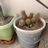 کاکتوس اینم مدل دیگه