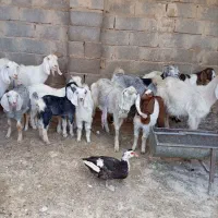 ۶ عدد بز مری