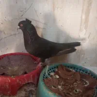 کبوتر زاغ بوشهری سیاه