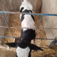 گوساله یا گاو