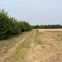 زمین باغی ۹۱۰متری|فروش زمین و ملک کلنگی|کیاکلا, |دیوار