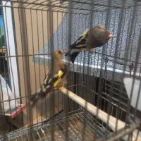 سهره‌نر‌|پرنده|سیرجان, |دیوار