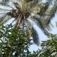 درخت بند. خوشه بند