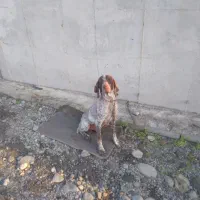 واگذاری سگ شکاری المان اصل ماده