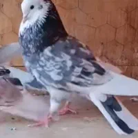 ده جفت کفتر پرشی ضمانتی