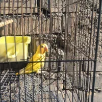 فروش طوطی برزیلی جفت های مولد اوپال و لبینو فیشر|پرنده|اهواز, فدک|دیوار