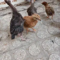 جوجه بوقلمون
