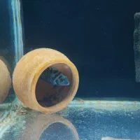 جفت مولد سیچلاید گورخری|ماهی|خوی, |دیوار