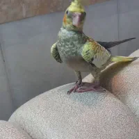 عروس هلندی گل باقالی|پرنده|قم, زاویه|دیوار