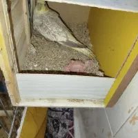 عروس هلندی مولد سخنگو|پرنده|سنندج, |دیوار