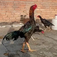 مرغ و خروس اوشامو فول کیفیت
