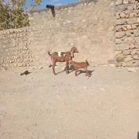 بزوبزغاله خارجی بدون شاخ