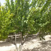 باغ و باغچه ۱۹۰ متری(چسبه بافته مسکونی)دارای برق|فروش زمین و ملک کلنگی|تهران, امیریه|دیوار