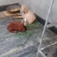 بزقاله