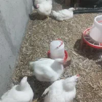 مرغ گوشتی ۱۲۰به فروش می‌رسد|حیوانات مزرعه|خان ببین, |دیوار