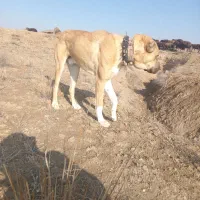 سگ گله گی|سگ|نیشابور, ماروسک|دیوار