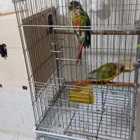 طوطی جفت گرنچیک با ۴ جوجه