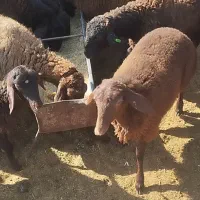 ۳راس بره نر همو سرخ چند قلو زا...موقعیت شم اباد