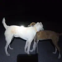 توله سگ نگهبان