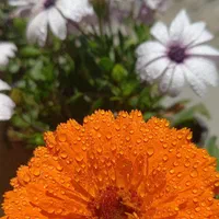 نیازمند وام برای پیشخونه