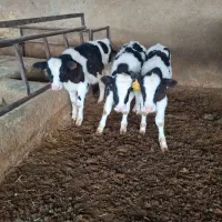 گوساله نر صنعتی درجه یک