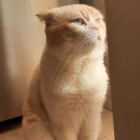 گربه نر اسکاتیش آماده جفتگیری