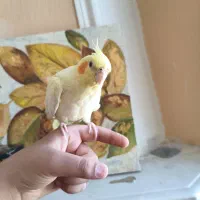 طوطی کاملا رام و دستی