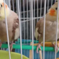 یک جفت عروس هلندی به همراه یک عددجوجه ۱ماهه