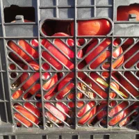 گوجه ربی فقط امروز