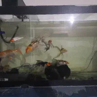 ماهی کوی سالم و سرحال