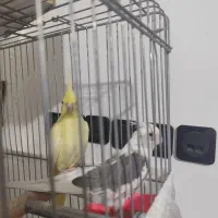 عروس هلندی مولد بی نظیر|پرنده|صباشهر, |دیوار