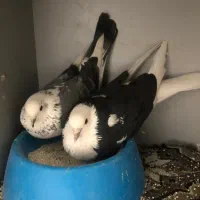 کبوتر نقش و پرشی|پرنده|گرمسار, |دیوار