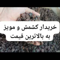 کشمش و مویز